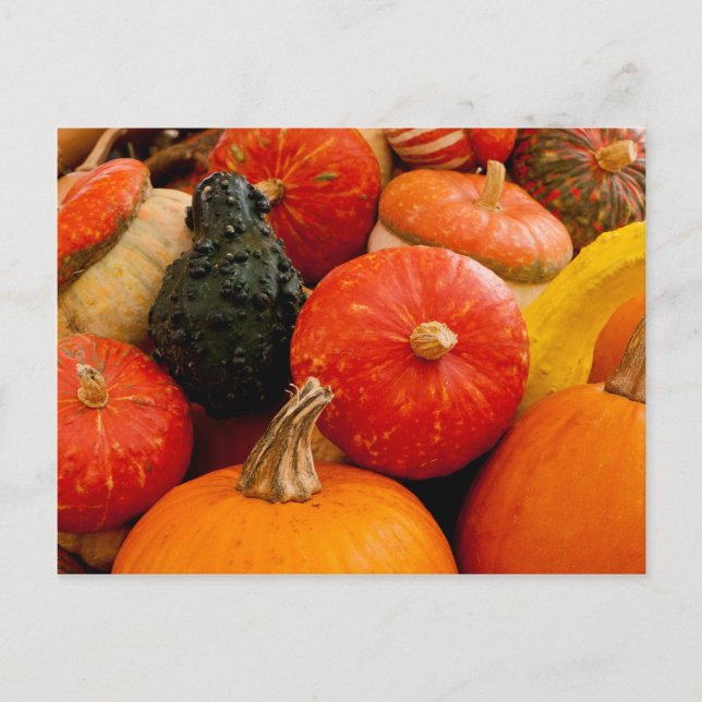 Carte Postale Citrouilles d'automne orange (Devant)