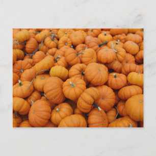 Carte Postale Citrouilles de Thanksgiving