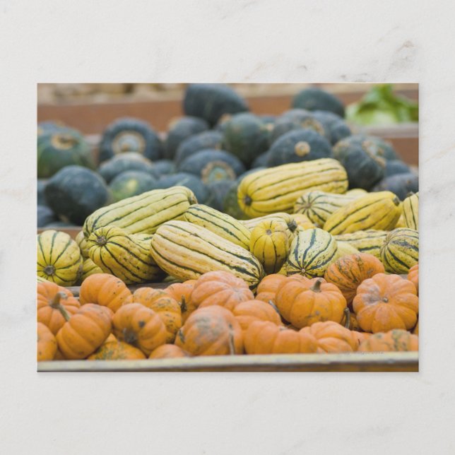 Carte Postale Citrouilles et squash exposés chez l'agriculteur (Devant)