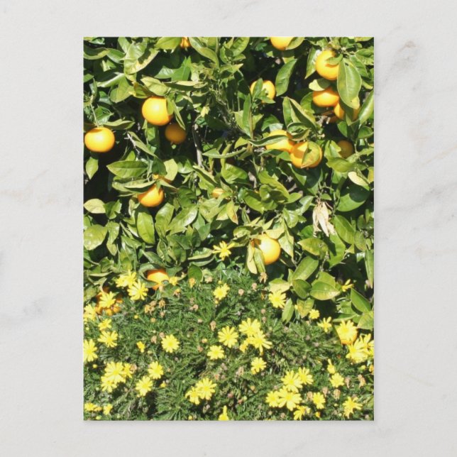 Carte postale Citrus et Euryops (Devant)