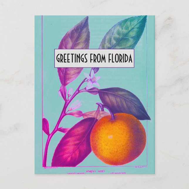 Carte postale Citrus Floride (Devant)