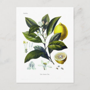 Carte Postale Citrus Limonum (citron)