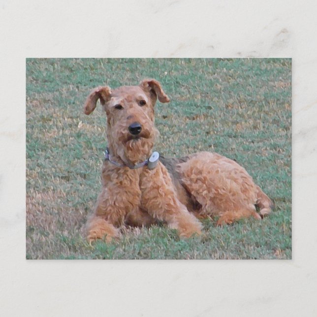Carte postale CJ-Airedale Terrier (Devant)
