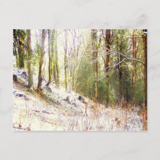 Carte Postale Clairière ensoleillée #2 de forêt de Milou