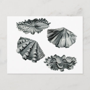 Carte Postale Clam géant à flocons