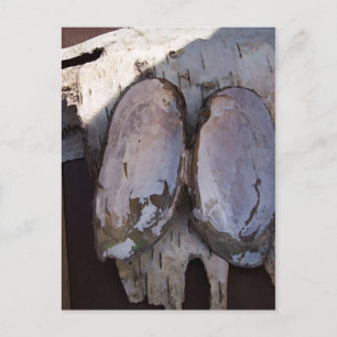 Carte Postale Clamshell Angel Birchbark Photographie Art