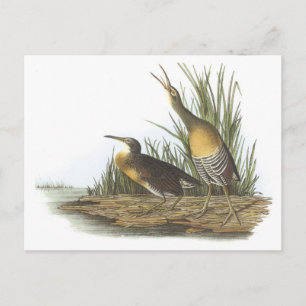 Carte Postale Clapper Rail par Audubon