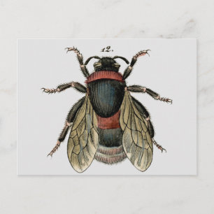 Carte Postale Classic Zoological Etching of a Bumble Bee