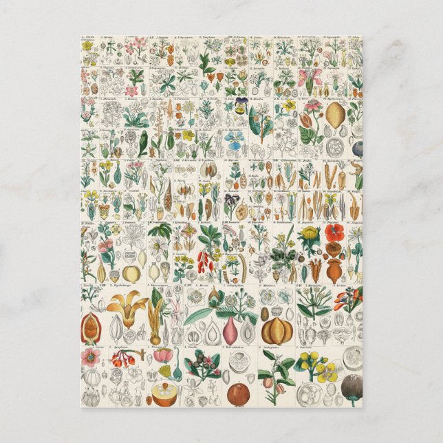 Carte Postale Classifications de Plante de violet, de pavot (Devant)