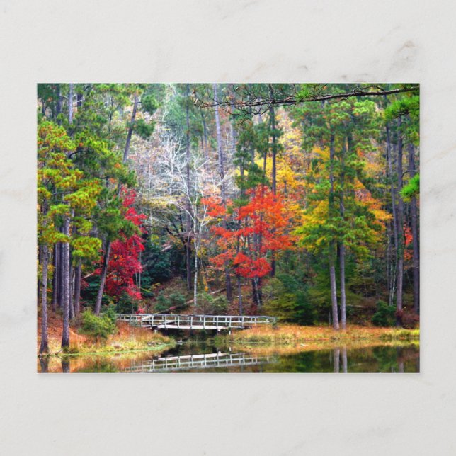 Carte Postale Clear Springs - Forêt nationale Homochitto (Devant)