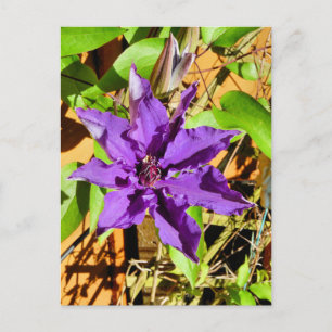 CARTE POSTALE CLEMATIS