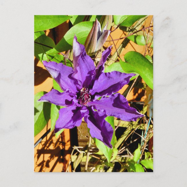 CARTE POSTALE CLEMATIS (Devant)