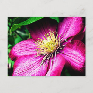 Carte Postale Clematis