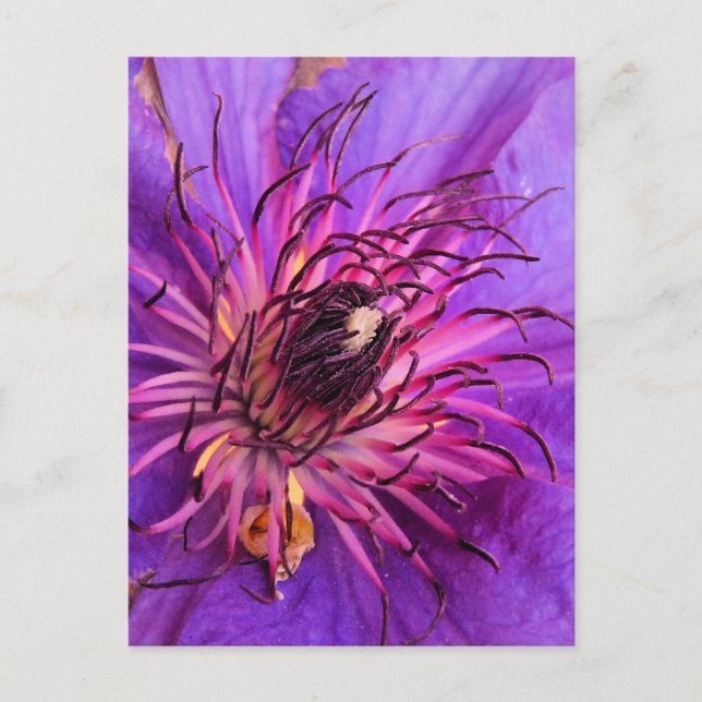 CARTE POSTALE CLEMATIS (Devant)