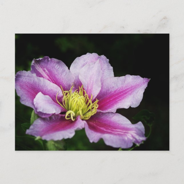 Carte Postale Clematis (Devant)