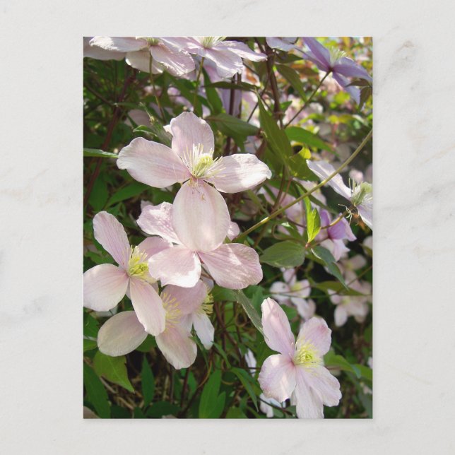 Carte Postale Clematis Montana (Devant)