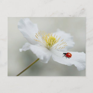 Carte Postale Clematis montana avec cocaïer