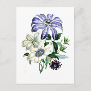 Carte Postale Clematis par Jane Loudon
