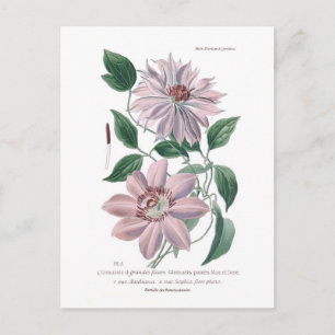 Carte Postale Clematis patens
