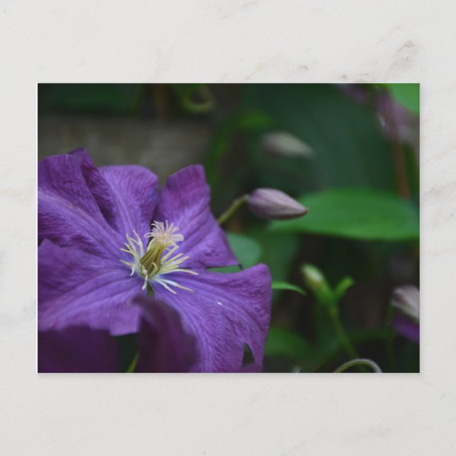 Carte Postale Clematis pourpre (Devant)