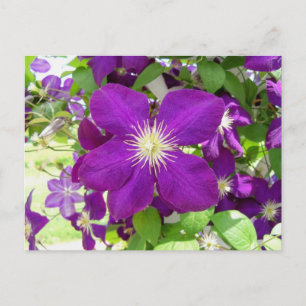 Carte Postale Clematis pourpre