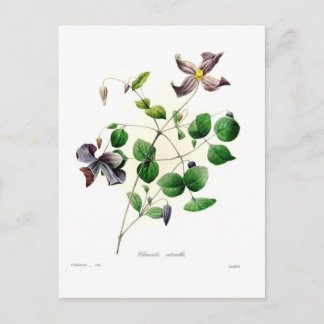 Carte Postale Clematis viticella