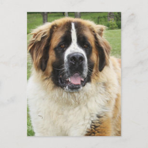 Carte Postale Cletus - Saint Bernard