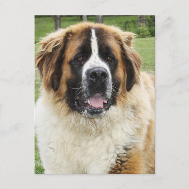 Carte Postale Cletus - Saint Bernard (Devant)