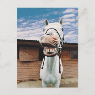 Carte Postale Close-up of Horse with Mouth Open