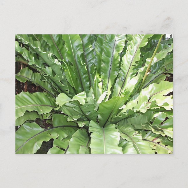 Carte Postale Close-up of the fern, Asplenium nidus. (Devant)