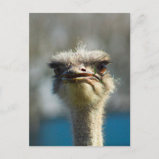 Carte Postale Close_Up_Ostrich_FullSize.jpg