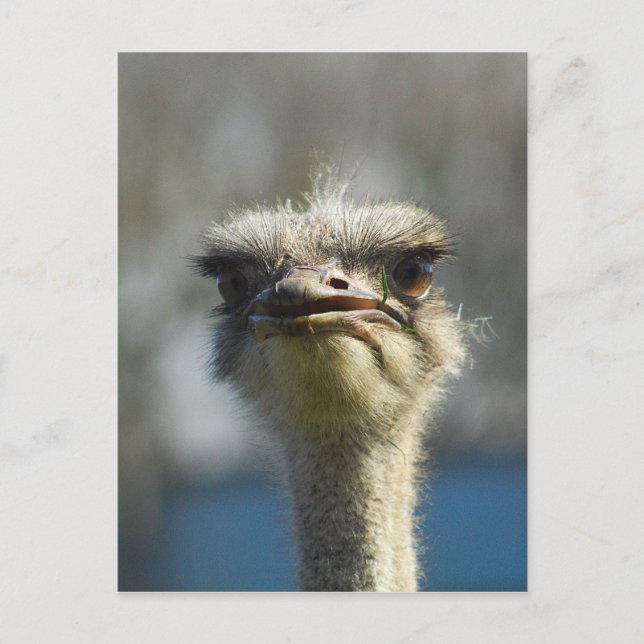 Carte Postale Close_Up_Ostrich_FullSize.jpg (Devant)