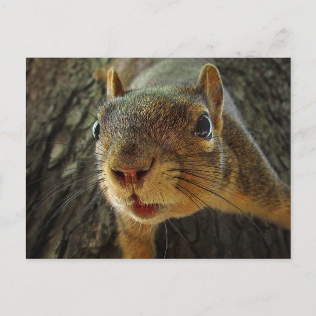Carte Postale Closeup 2 à accrochage d'écureuil (Devant)