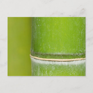 Carte Postale Closeup Bamboo Stalk