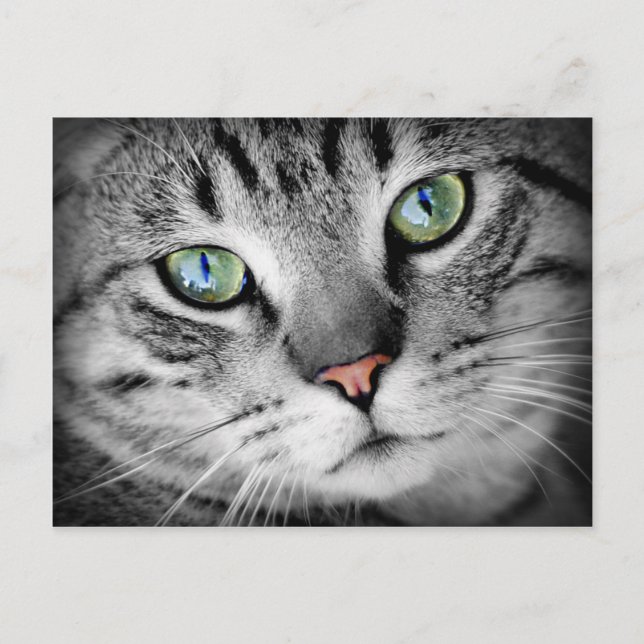Carte Postale Closeup Cat (Devant)