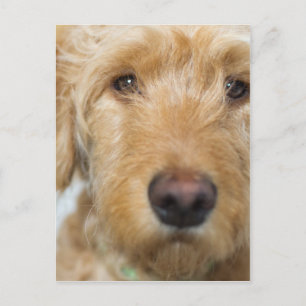 Carte Postale Closeup de Goldendoodle