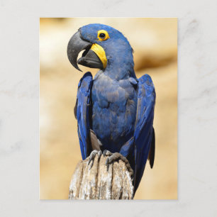 Carte Postale Closeup de Hyacinth macaw