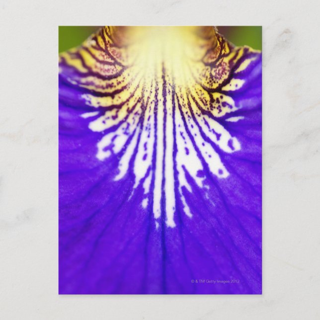 Carte Postale Closeup du fleur sauvage, drapeau bleu Iris (Iris (Devant)