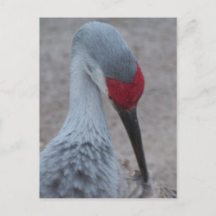 Carte Postale Closeup du visage d'une grue de sable