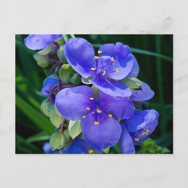 Carte Postale Closeup Plante de la Pire des araignées en pleine  (Devant)