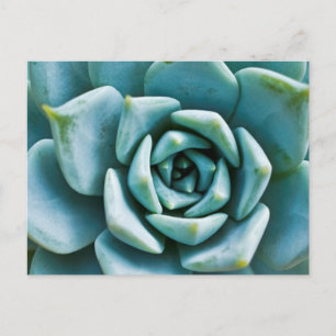 Carte Postale Closeup Succulent