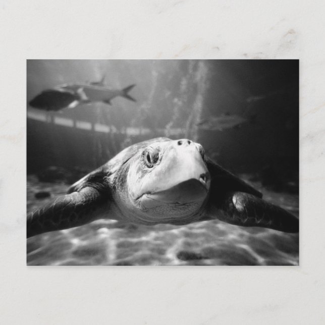 Carte Postale Closeuse de la tortue de mer (Devant)