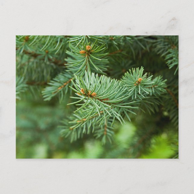 Carte Postale Closeuse de pin (Devant)