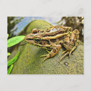 Carte Postale Closeuse d'une grenouille de Pickerel