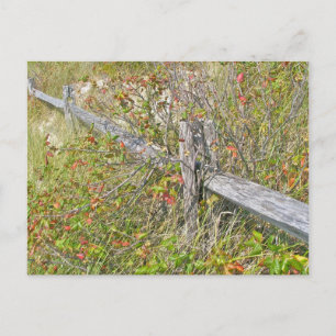 Carte Postale Clôture et poison Ivy IBSP NJ Éléments de coordina