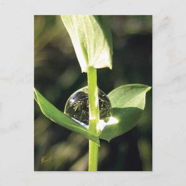 Carte Postale Clover Avec Dew, Atlas Pacifique (Devant)