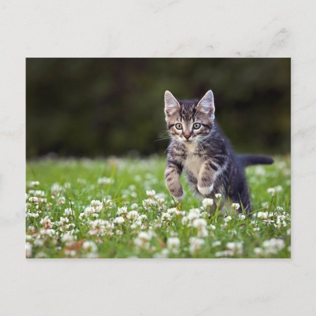 Carte Postale Clover de Kitten (Devant)