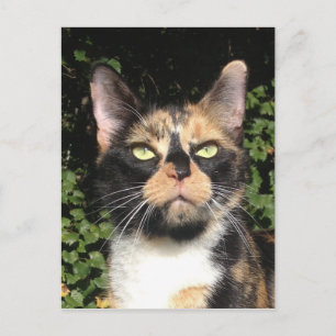 Carte Postale Clover le Calico
