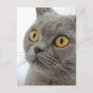 Carte Postale Club de Cute