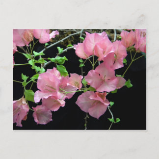 Carte Postale Clusters de Bouganvilla rose